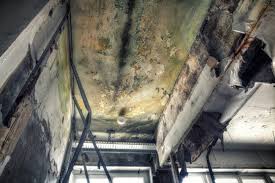 Why You Should Choose Our Mold Remediation Services in Mooreville, MS